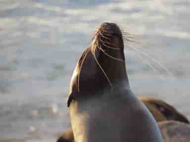 Sunset Sea Lion