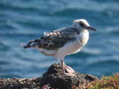 Baby Swallow-Tailed Gull