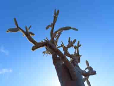 Prickly Pear Tree