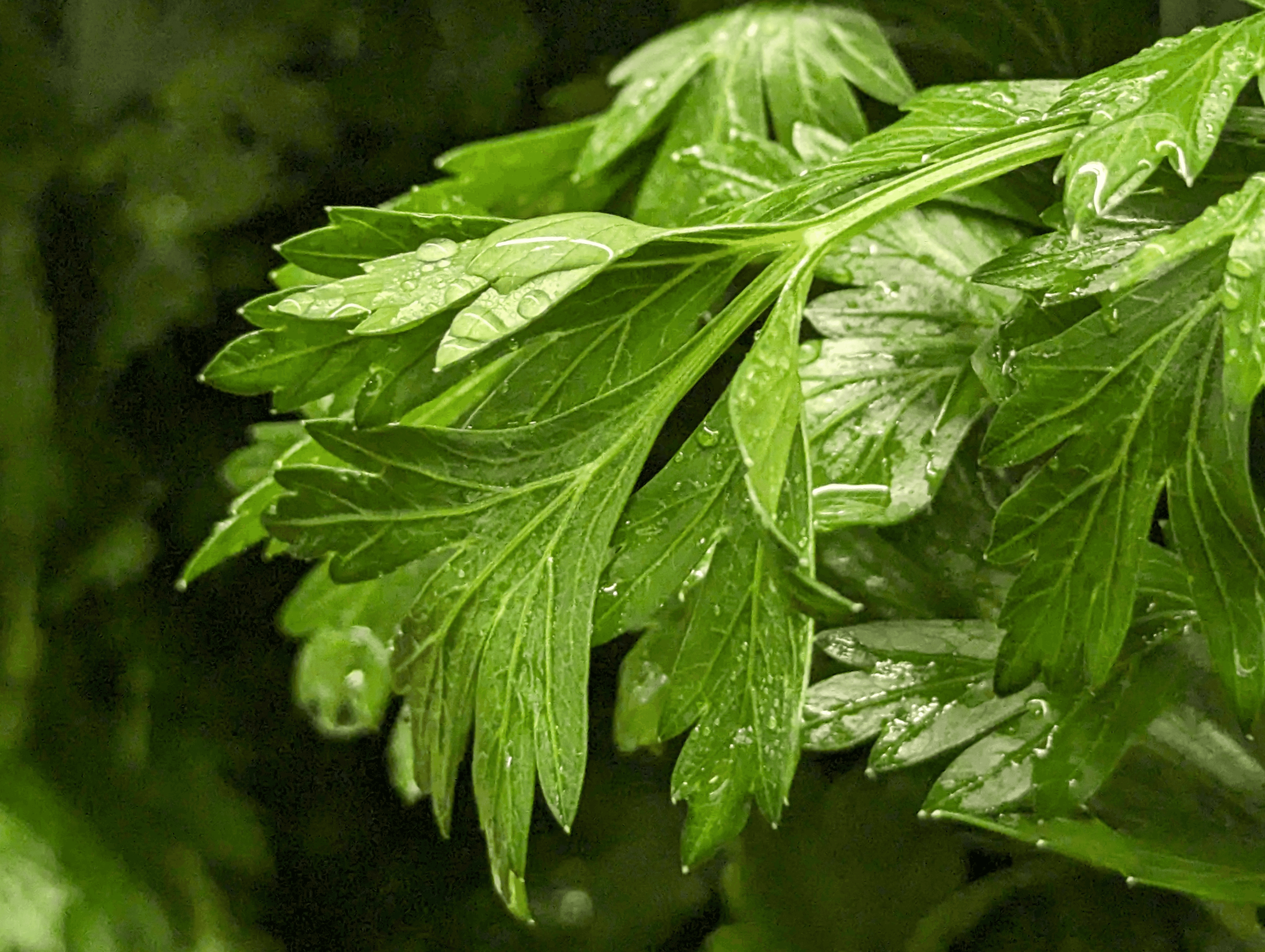 Delicate Parsley