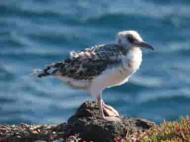 Baby Swallow-Tailed Gull Baby Swallow-Tailed Gull