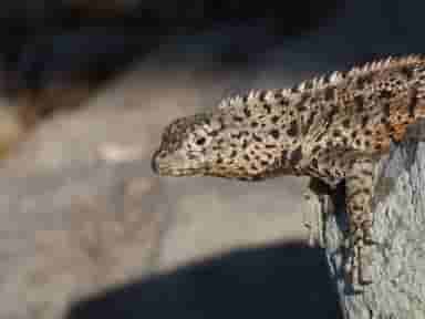 Posing Lizard Posing Lizard